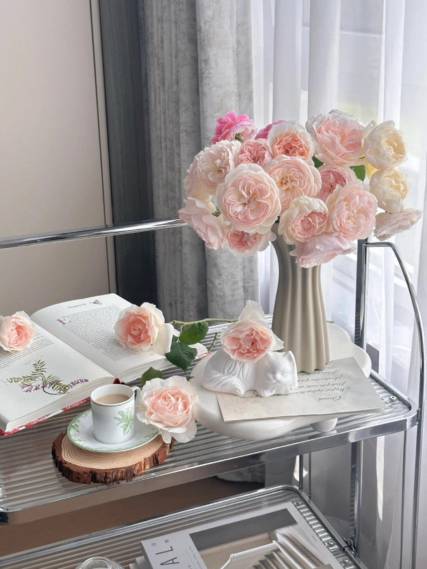 Rose【Aube Legere|オーブ・レジェール】- 5Gal Live Plant|黎明天空|Less Thorns|Ever-Blooming|New Variety 2019|Drew Dorieux| Floribunda Rose| Everbloomer