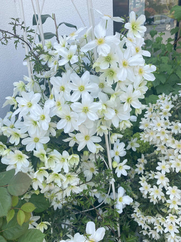 Clematis【Avalanche】-LivePlant|雪崩|Popular White Clematis
