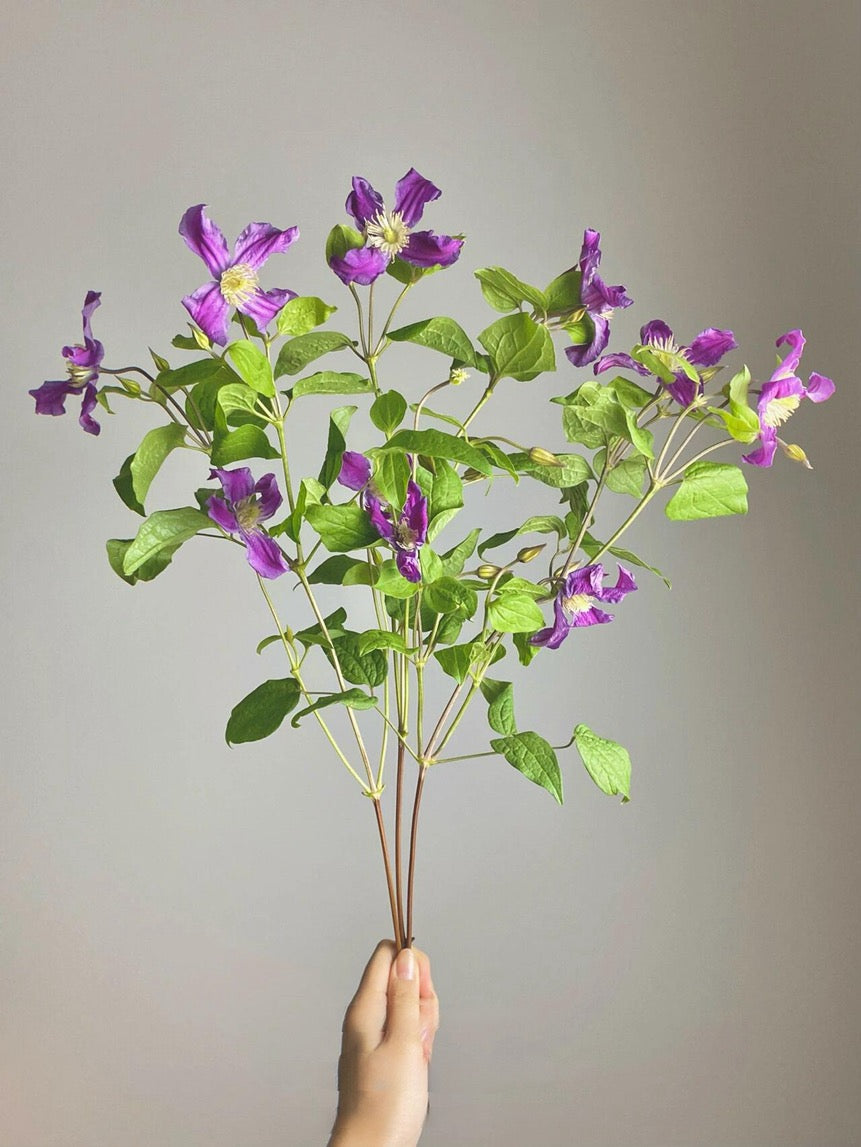 Clematis【Inspiration】-9P LivePlant|灵感|Dutch Cut Flower Clematis