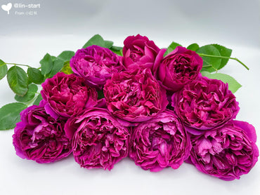 Rose【Ephemeral Grace|Jing Hong|惊鸿】- New Variety-2021|1.5 Gal OwnRoot|Heat Resistant|Large Bloom 12cm+|