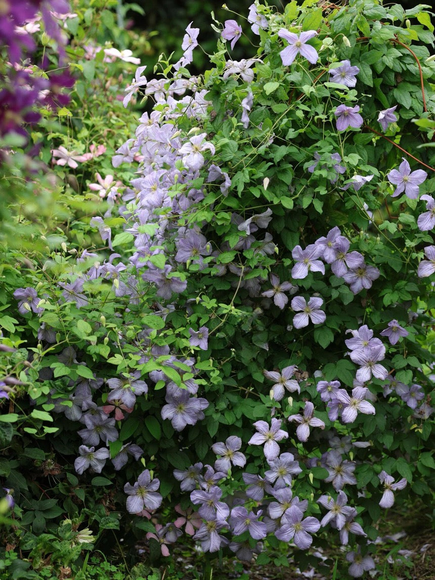 Clematis【 Emilia Plater】- LivePlant|艾米丽花盘|Blue Flower Waterfall