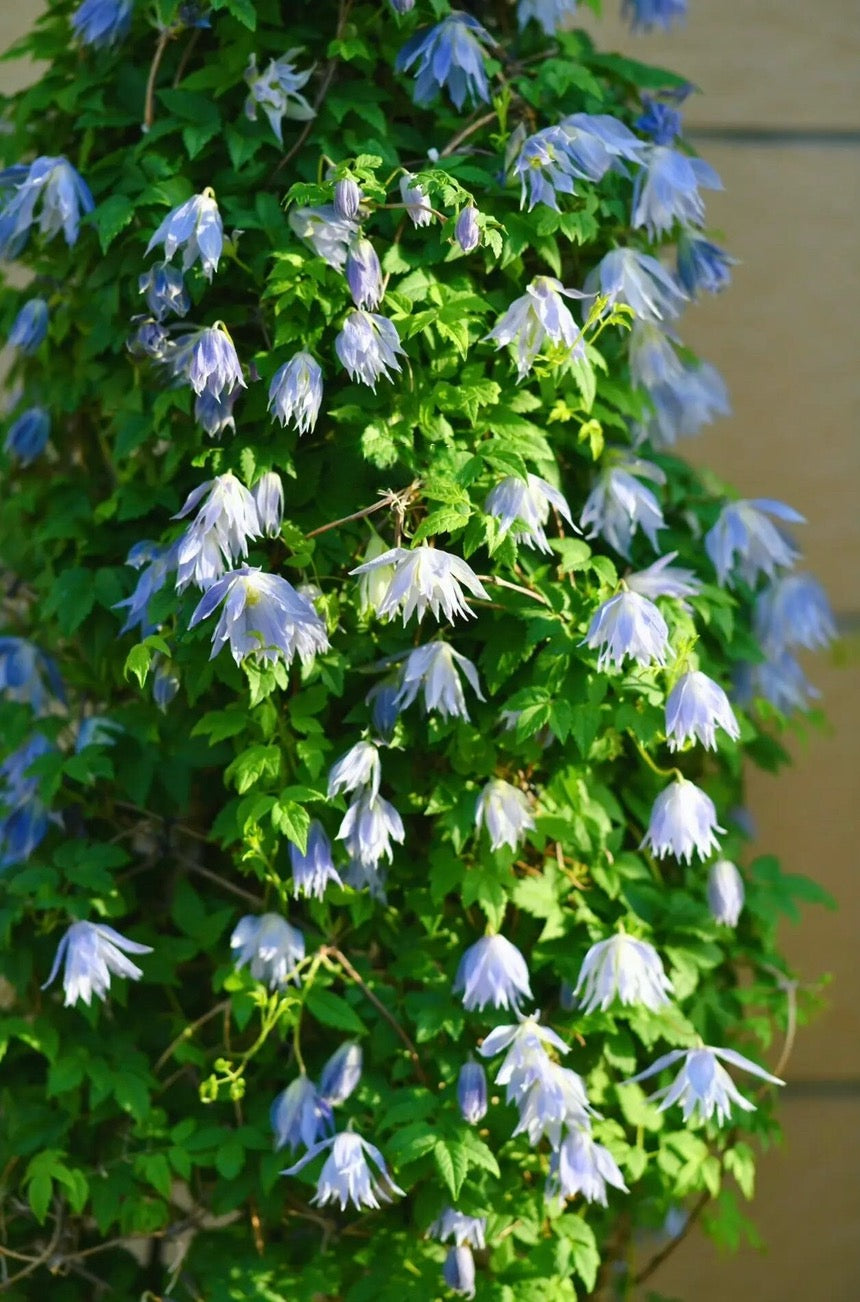 Rare Clematis【Maidwell Hall】- 12P LivePlant|梅德维尔|Fairy Dress|Cold-hardy|