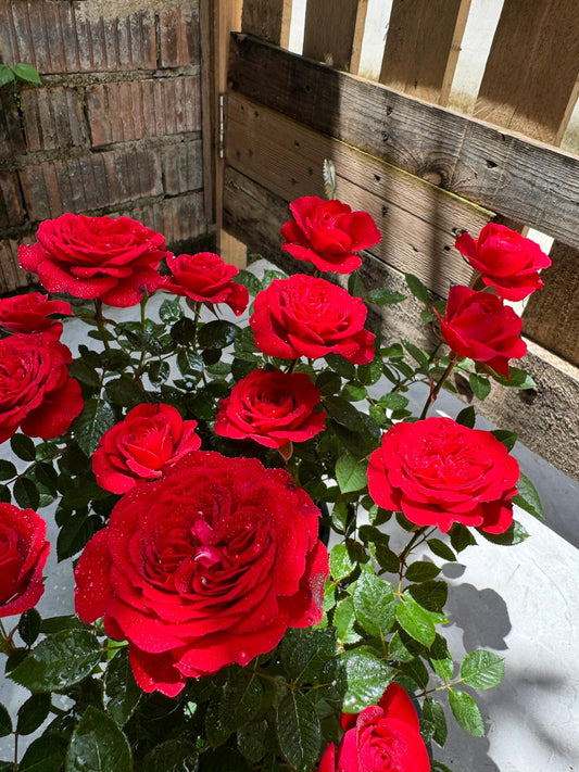 Rose【Red Velvet】- 1.5 Gal OwnRoot Live Plant| 红丝绒|