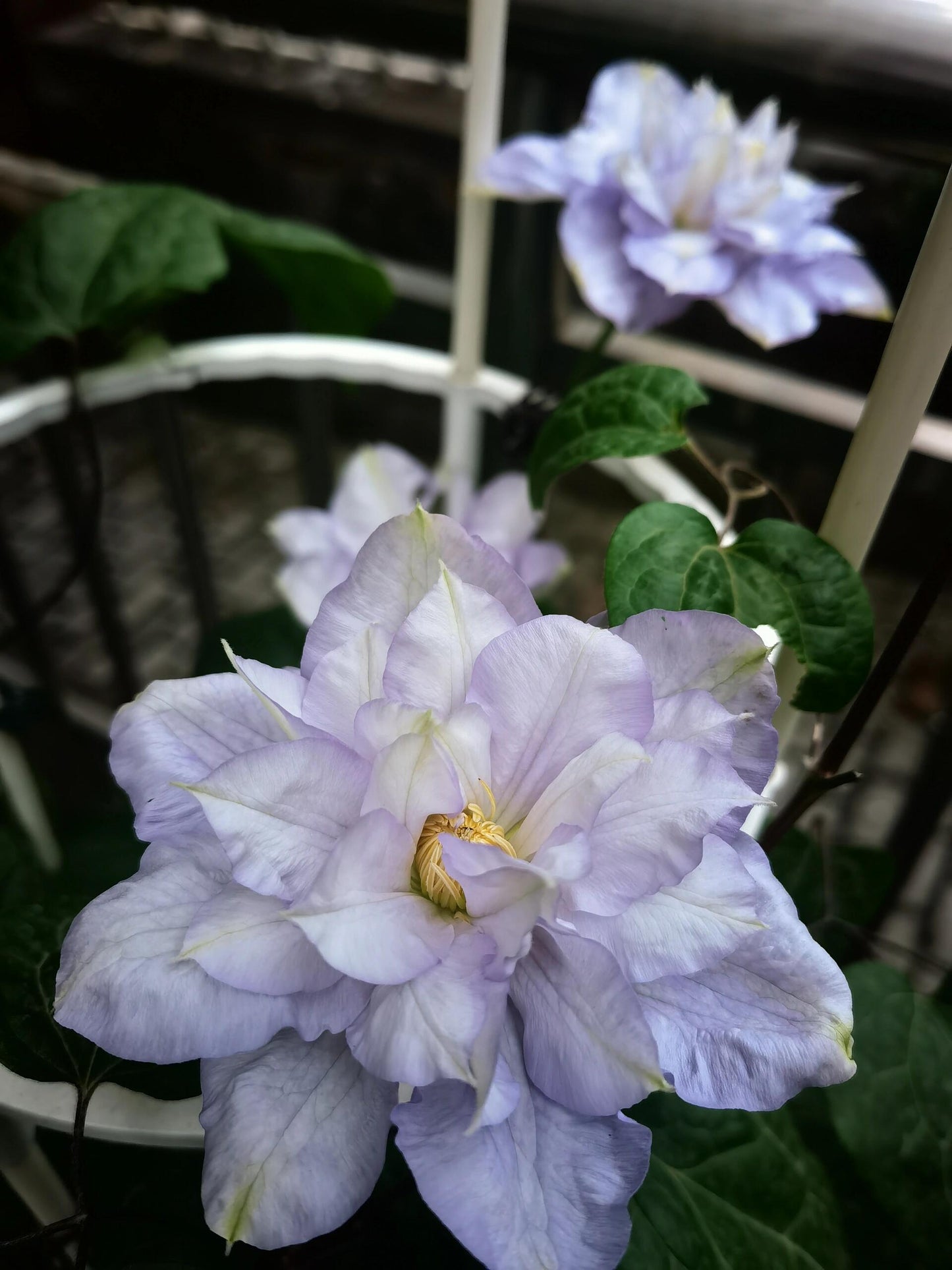 Clematis【Veronica's choice】- LivePlant|维罗妮卡的选择|Fairy Double Clematis|Gradient