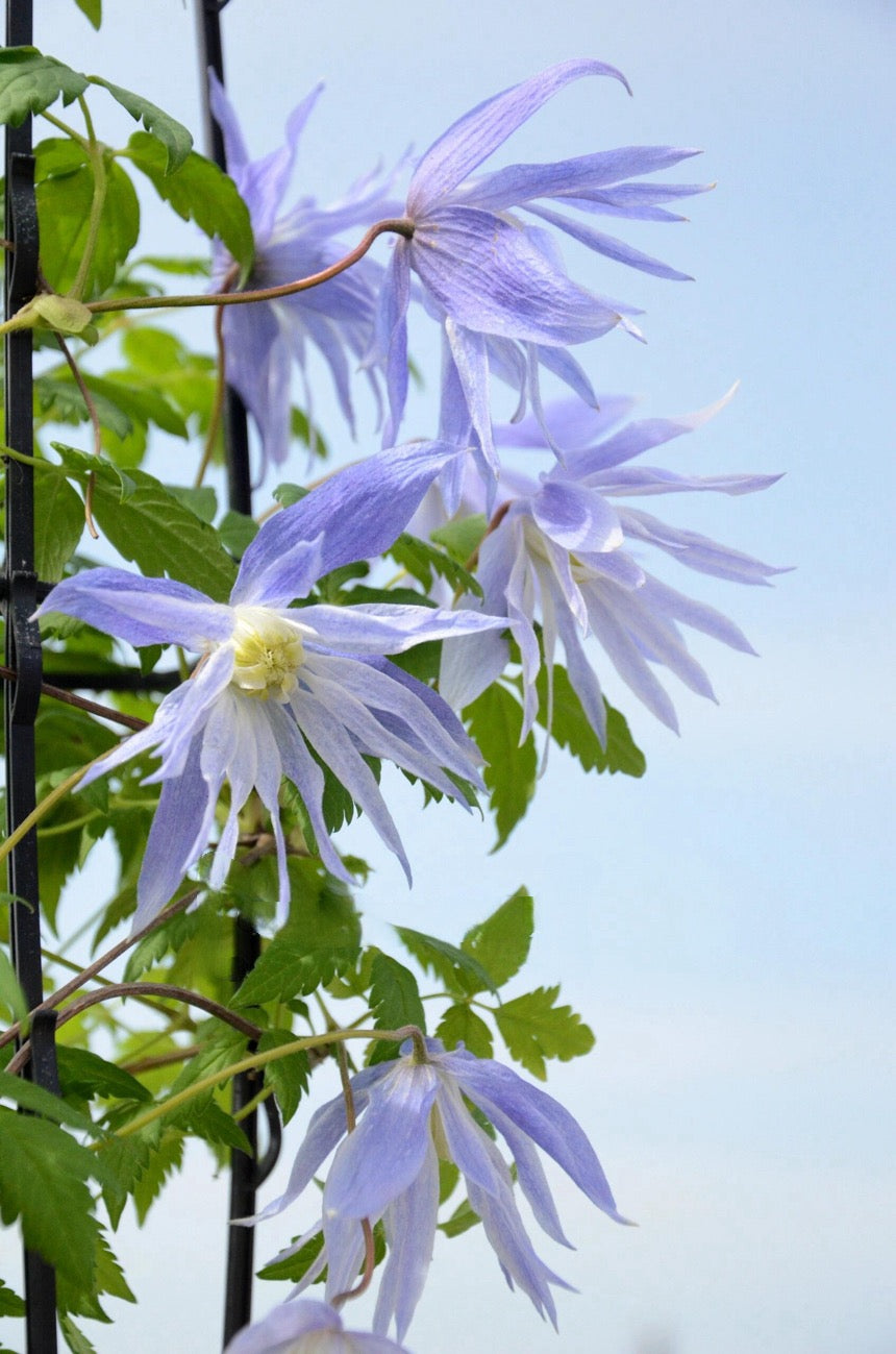 Rare Clematis【Maidwell Hall】- 12P LivePlant|梅德维尔|Fairy Dress|Cold-hardy|