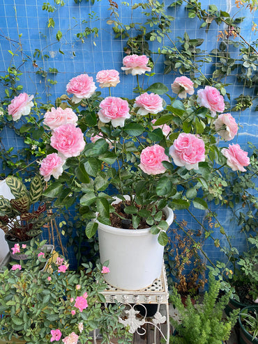 Yves Rose【Yves Light|イヴライト】- 1 Gal OwnRoot LivePlant| 伊芙光