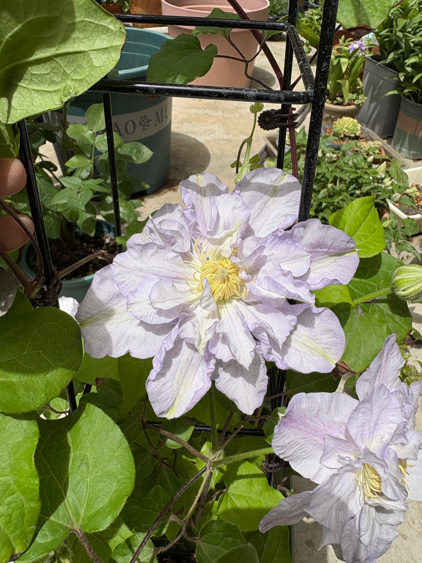 Clematis【Veronica's choice】- LivePlant|维罗妮卡的选择|Fairy Double Clematis|Gradient