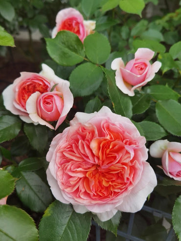 Rose【Music Hall】- 1.5Gal OwnRoot LivePlant|音乐厅| Ali Man| 齐彭代尔| 康沃尔公爵夫人| Floribunda Rose| Redolent| Inspired by Chippendale