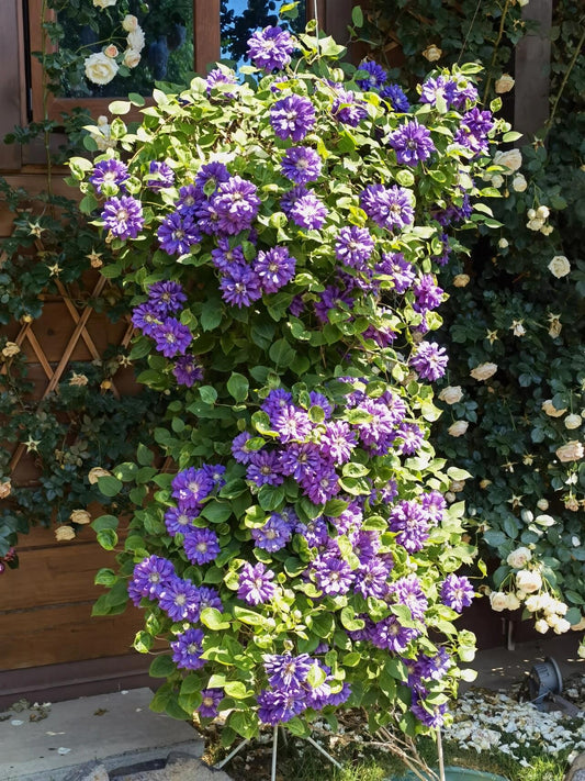 Clematis【Kiri Te Kanawa】- LivePlant|卡瓦娜| Trellis/Fence/Containers/Cut Flowers| Repeat Blooming Vine| Opera-Inspired| Royal Wedding Heritage