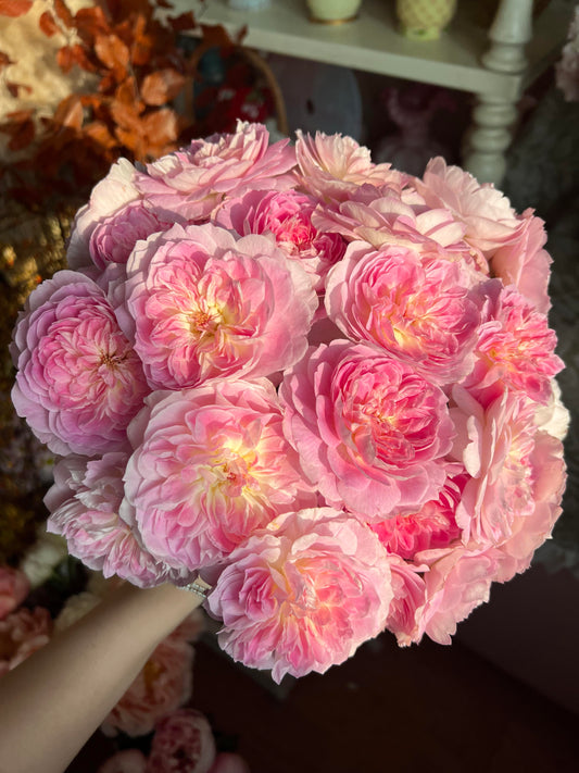 Rose【Malines|マリーヌ】- 1.5 OwnRoot LivePlant|梅克林花边|河本纯子 2018|