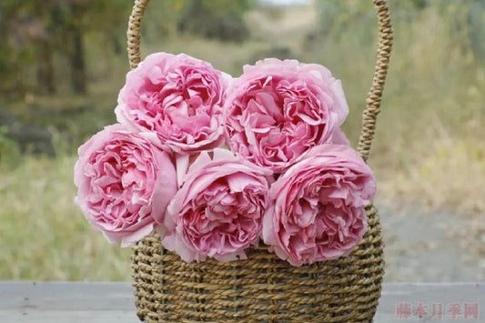 Yves Rose【Yves Light|イヴライト】- 1 Gal OwnRoot LivePlant| 伊芙光