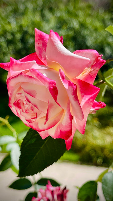 Rose 【Chun Feng |椿风 | Camellia Breeze】 -2021 Nueva variedad | Siempre floreciente| Resistente al calor| 天狼| Olor | Fuerte crecimiento| floribunda