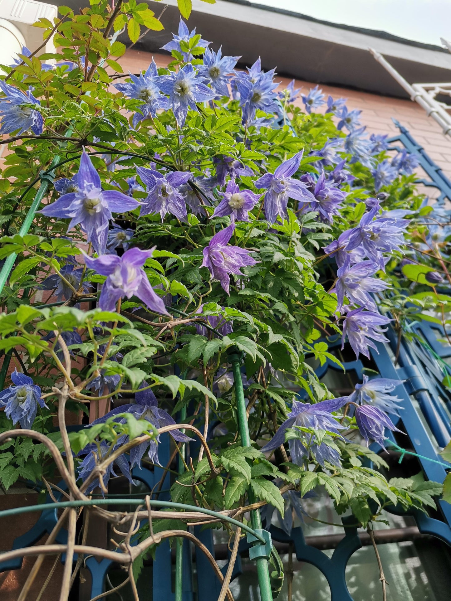 Rare Clematis【Maidwell Hall】- 12P LivePlant|梅德维尔|Fairy Dress|Cold-hardy|