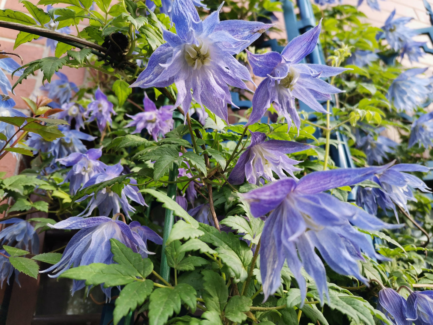 Rare Clematis【Maidwell Hall】- 12P LivePlant|梅德维尔|Fairy Dress|Cold-hardy|