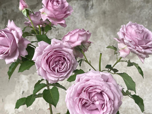 Rose【Charme|シャルム】- 1.5 Gal OwnRoot LivePlant|魅力绸缎|Junko Kawamoto 2017