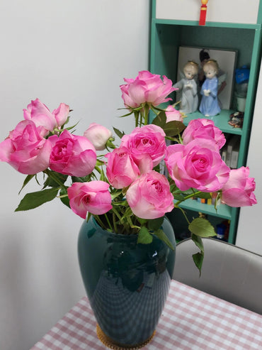 Rose【Candy Avalanche】-LivePlant|糖果雪山| Popular Cut Flower| Abundant Blooms| Beginner-Friendly| Foliage| Extended vase life| Easy 2Grow