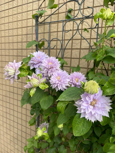 Clematis【Belle of Woking|ベルオブウォーキング】- 9P LivePlant|沃金美女