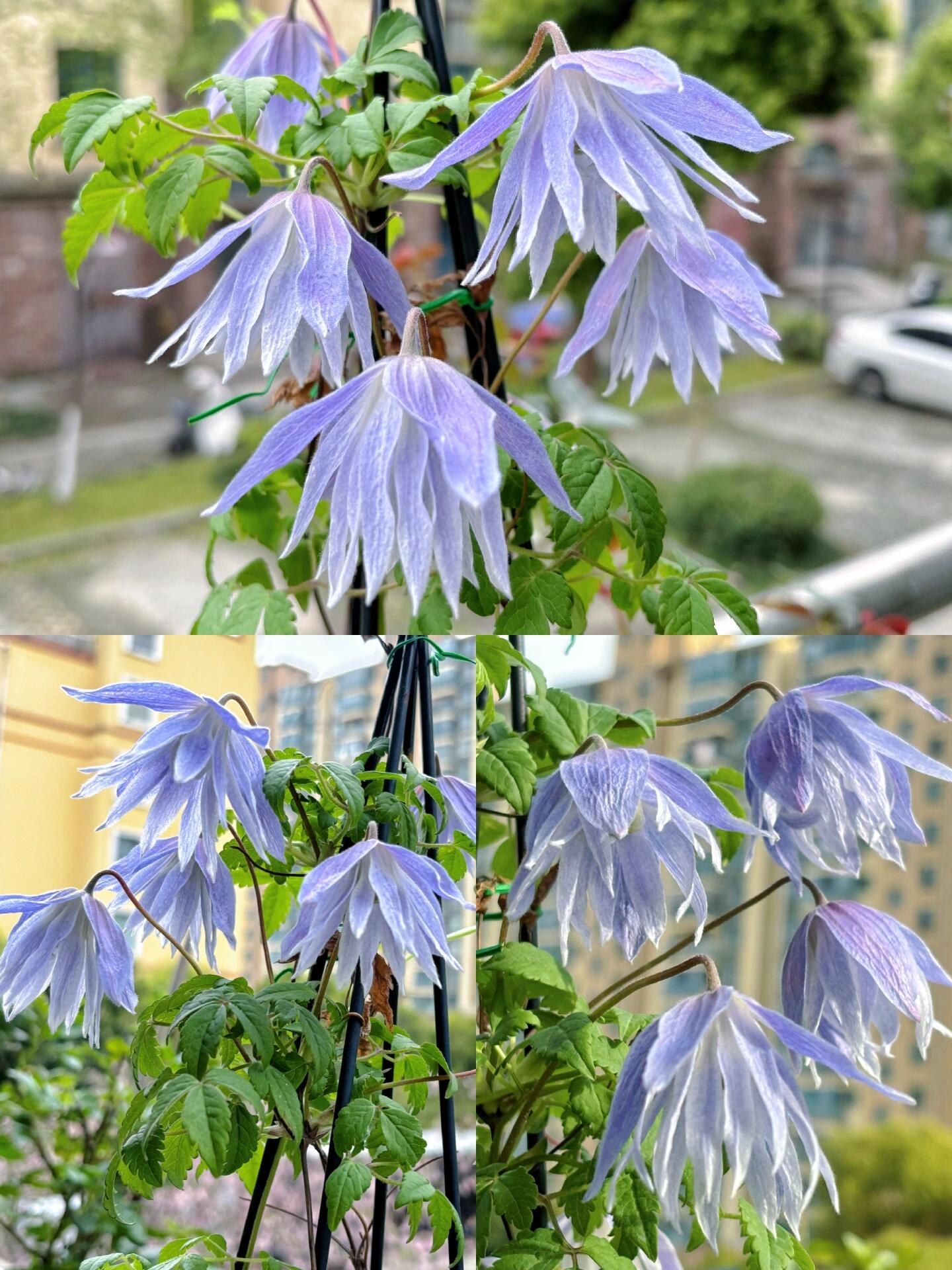 Rare Clematis【Maidwell Hall】- 12P LivePlant|梅德维尔|Fairy Dress|Cold-hardy|