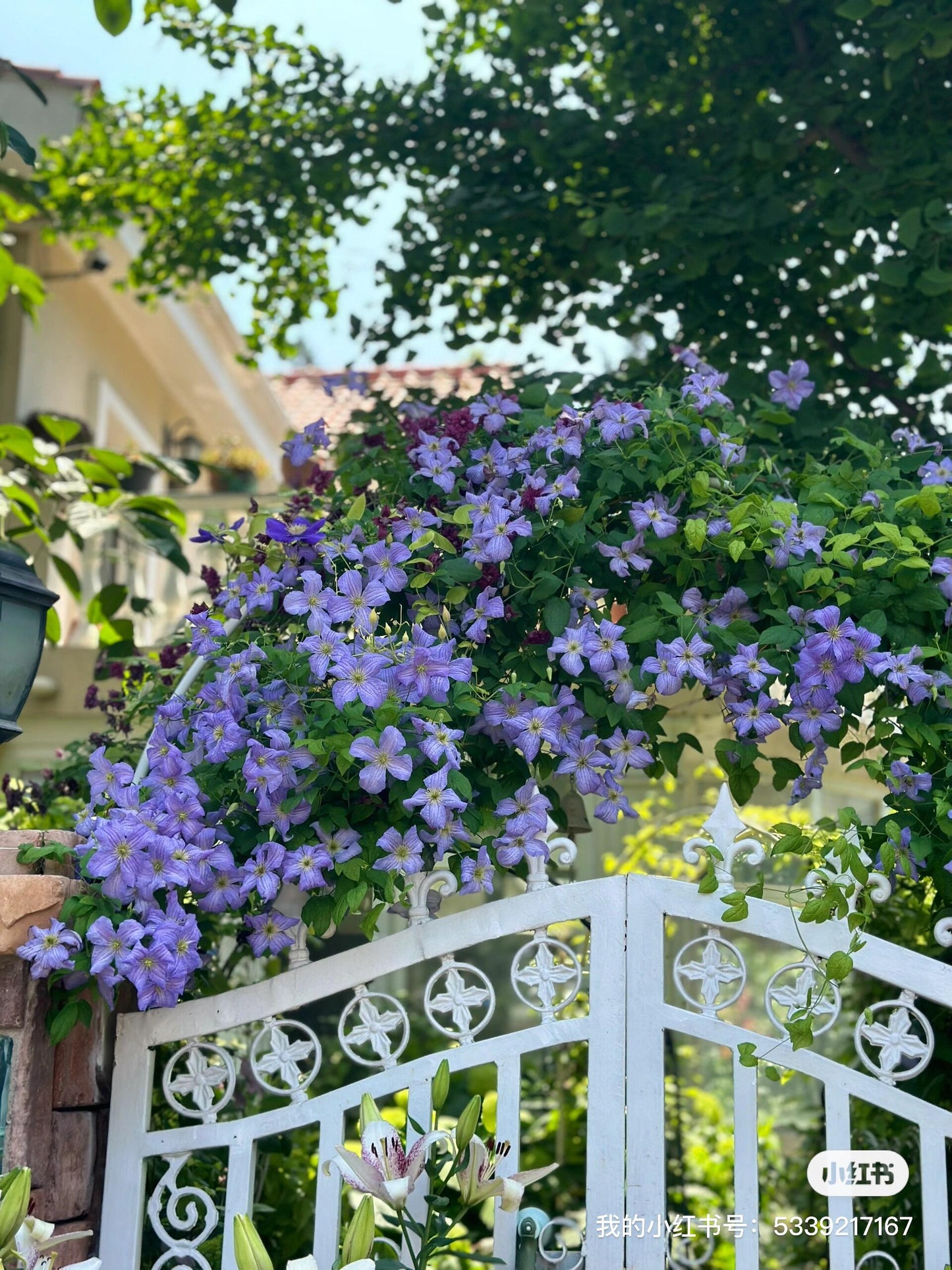 Clematis【 Emilia Plater】- LivePlant|艾米丽花盘|Blue Flower Waterfall