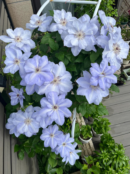 Clematis【Blue Cotillion】- Live Plant with Flower|蓝色龙沙舞|Super Large Flower