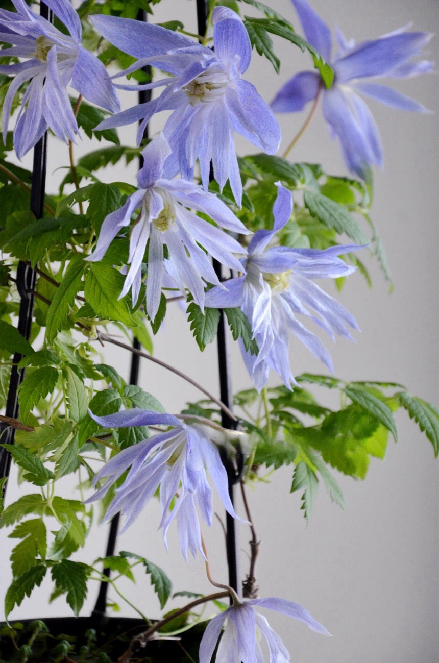 Rare Clematis【Maidwell Hall】- 12P LivePlant|梅德维尔|Fairy Dress|Cold-hardy|