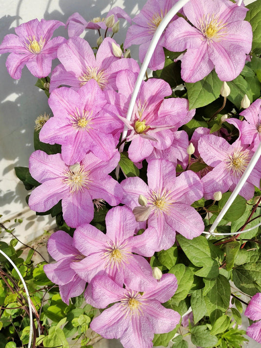 Clematis【Comtesse de Bouchaud】- LivePlant|包查德 女侯爵|Cute Flower