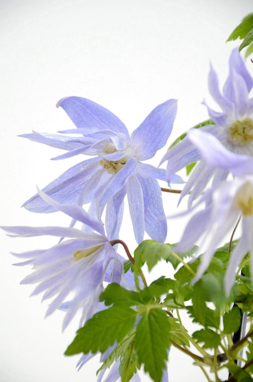 Rare Clematis【Maidwell Hall】- 12P LivePlant|梅德维尔|Fairy Dress|Cold-hardy|