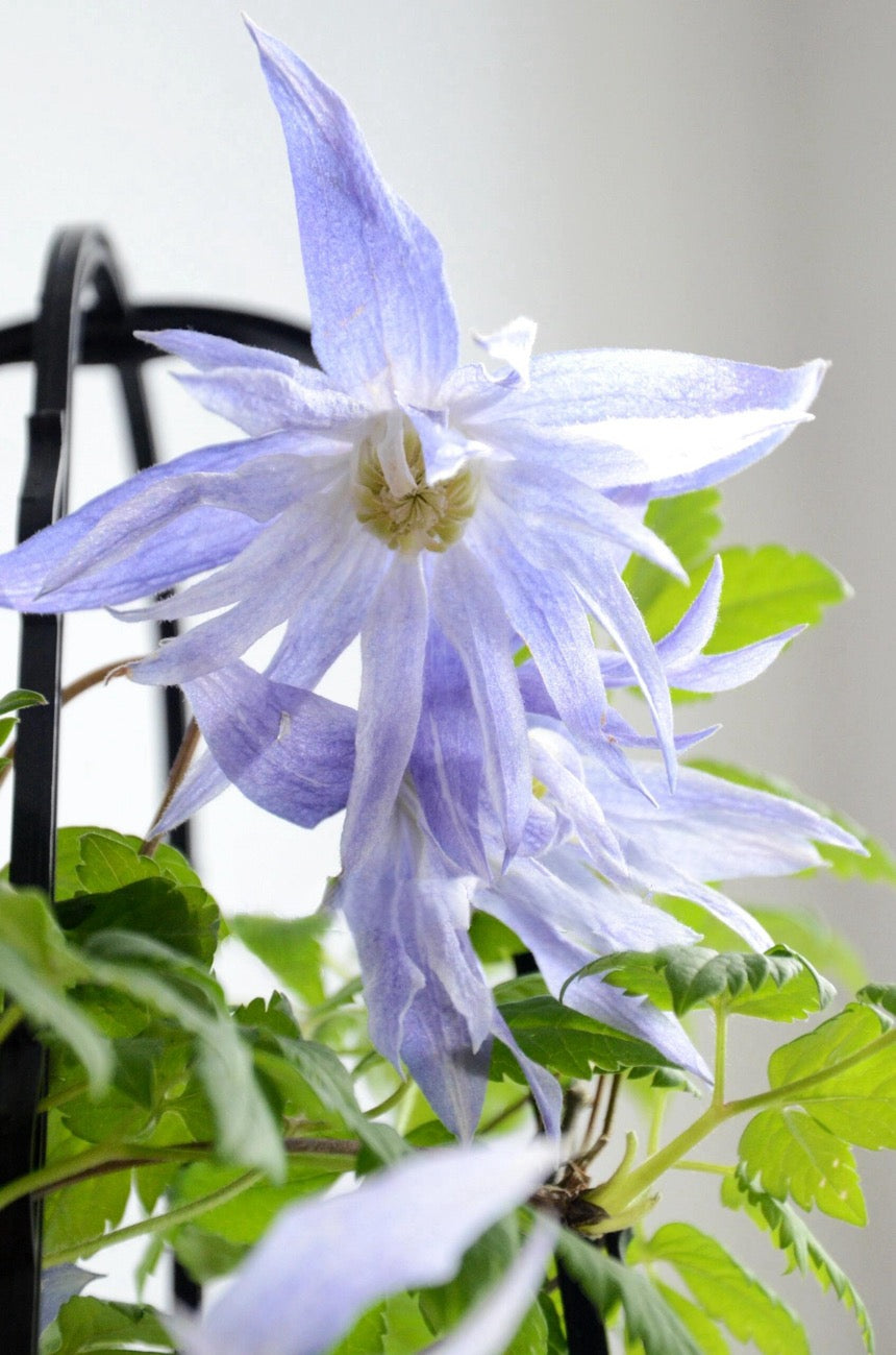 Rare Clematis【Maidwell Hall】- 12P LivePlant|梅德维尔|Fairy Dress|Cold-hardy|