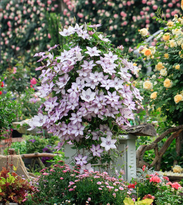 Clematis 【Utopia|ユートピア】- 9P LivePlant| Popular varieties in Japan| Fast Growing| 乌托邦