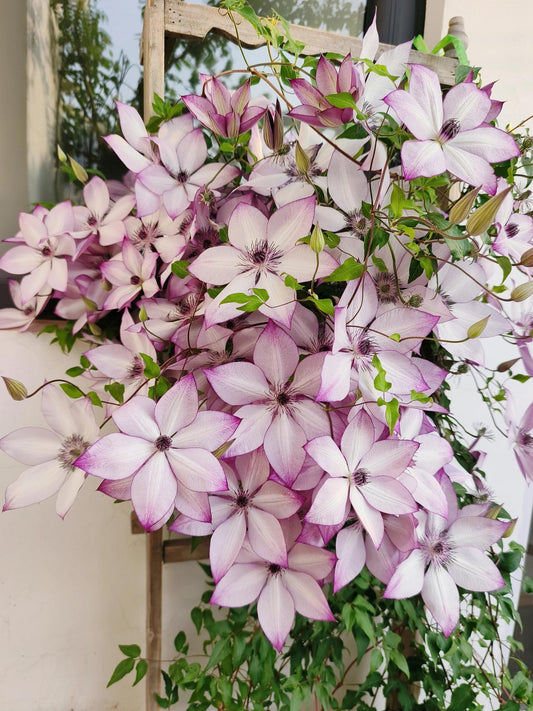 Clematis 【Utopia|ユートピア】- 9P LivePlant| Popular varieties in Japan| Fast Growing| 乌托邦