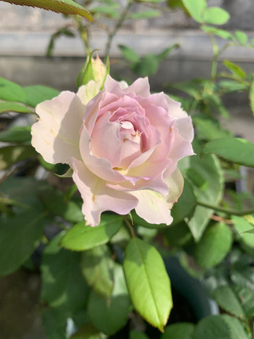 Rosa【Velo de lapislázuli| ラピスベール】- octubre de 2019| Bud 2 Bloom, en constante cambio | Vendimia| 青金石面纱| Rizado| Floribunda| Apto para principiantes