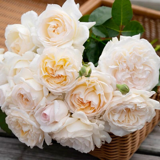 Rose【Yue Long Sha| 月笼沙 |Moonlit Sands】-1.5Gal OwnRoot Bare Root| New Variety 2022| Pre-Order - Ships Oct 1st Week