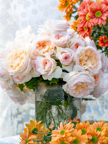 Rose【Yue Long Sha| 月笼沙 |Moonlit Sands】-1.5Gal OwnRoot Bare Root| New Variety 2022| Pre-Order - Ships Oct 1st Week