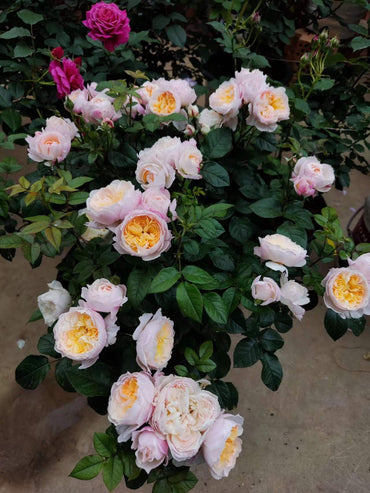 Rose【YingYing Fen| 盈盈粉| Blushing Petal】-Pre-Order - |Ships Oct 1st Week| 1.5Gal Own Root Bare Root| 2022 New Variety| Rich in flower colors| Floribunda Rose| Balcony