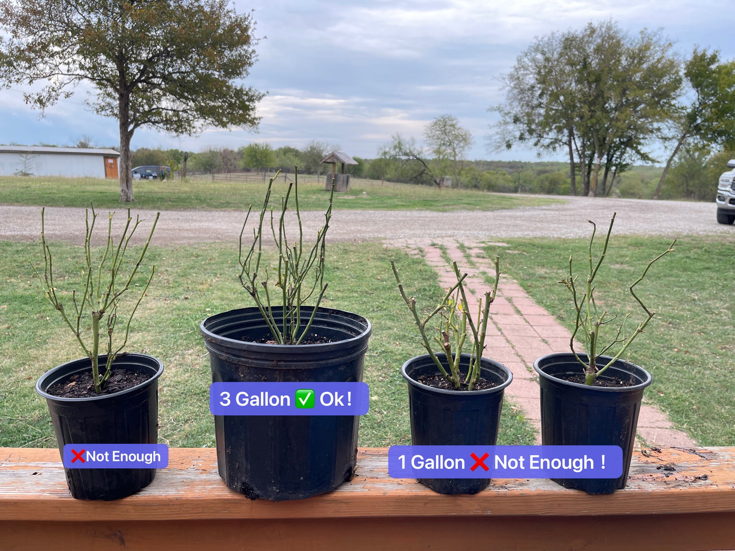 Rosa 【Gracia Efímera|Jing Hong|惊鸿】- Nueva Variedad-2021|1.5 Gal OwnRoot|Resistente al Calor|Floración Grande de 12 cm o más|