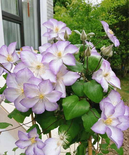 Popular Clematis【Lucky Charm| お守り】- 9P Liveplant|Dutch Variety| 幸运符| Heat Tolerant| Florida Group|