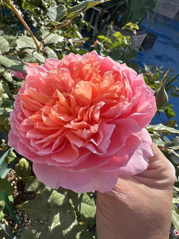 Rosa rara 【Tao Ran|桃染】- 1.5Gal OwnRoot BareRoot|天狼月季| Fuerte fragancia almizclada y mirra | Floración grande| Resistente al calor |