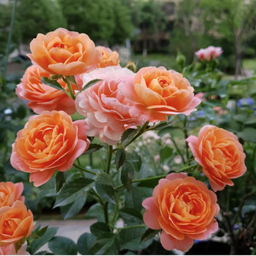 Rosa【Terraza Jugosa| ジューシーテラッツァ】- 1,5 Gal OwnRoot| Rosa holandesa| Fuerte resistencia a las enfermedades | Colores vivos | Floración abundante| Miniatura 果汁阳台