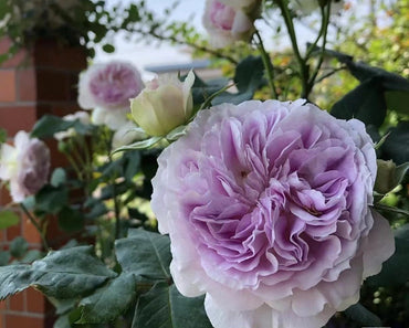 Rosa 【Piedra de Luna Azul|ブルームーンストーン】 -1.5 Gal OwnRoot Raíz desnuda| 青月石 Premiado| Fuerte resistencia a las enfermedades | Crecimiento rápido| 蓝月石| Menos espinas| Exquisito