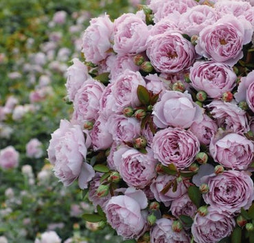 Rosa [Cielo Brumoso | 空蒙】 - OwnRoot | Resistente al calor | Fragancias de damasco y almizcle | Fuerte resistencia a enfermedades | Rosa exquisita | 空濛 | Menos espinas