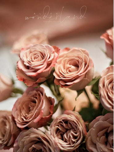 Rose【Latte -Cappuccino| カプチーノコーヒー】-MATTcup| 1 Gal+ OwnRoot| Super RARE,Florists Rose| 卡布奇诺| Easy to Grow| Excellent Resistance| New Varieties 2019|