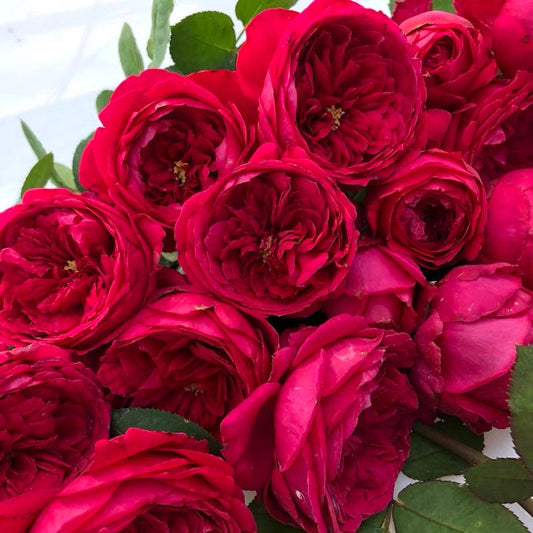 Rose【Pas De Deux/パドドゥ】-OwnRoot| Velvety Rose| Heat Tolerant| Strong Disease Resistance| Rapid Growth| Strong Adaptability| Bloom Repeatedly 双人芭蕾