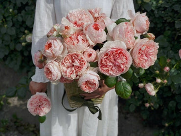 Rose【Masora| 真宙まそら| マソラ】- 1 Gal OwnRoot | Japanese RARE Shrub| Strong Fruity Fragrance| Double & Large bloom| Long Flowering| Heat Resisting |