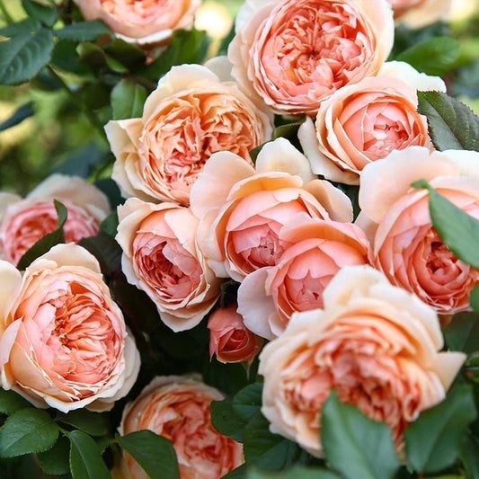 Rose【Masora| 真宙まそら| マソラ】- 1 Gal OwnRoot | Japanese RARE Shrub| Strong Fruity Fragrance| Double & Large bloom| Long Flowering| Heat Resisting |