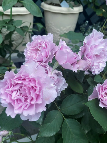 Rosa【(Nuevo) Libellula | リベルラ】- Nueva variedad|OwnRoot 1.5 Gal | Encaje con volantes | Especialmente| 新蜻蜓| 今井ナーセリー | 木立バラ| Sin espinas| Tolerante al sol|