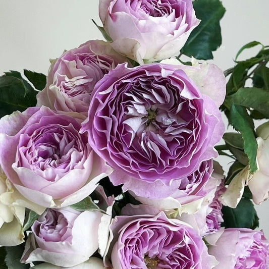 Rosa 【Piedra de Luna Azul|ブルームーンストーン】 -1.5 Gal OwnRoot Raíz desnuda| 青月石 Premiado| Fuerte resistencia a las enfermedades | Crecimiento rápido| 蓝月石| Menos espinas| Exquisito