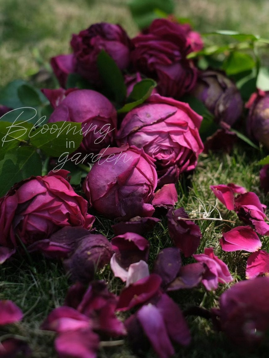 Rose【Pas De Deux/パドドゥ】-OwnRoot| Velvety Rose| Heat Tolerant| Strong Disease Resistance| Rapid Growth| Strong Adaptability| Bloom Repeatedly 双人芭蕾