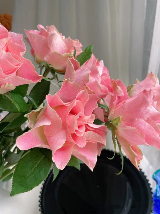 Rose【Japanese Tale| 大和物语| Nirpjata】 -OwnRoot LivePlant |Heat Toleran|Less Thorns| Vintage colour| Strong Disease Resistance| 日本故事 |Strong Adaptability