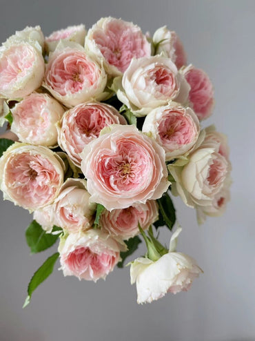 Rose【Pompon Veranda】-1.5 Gal+ OwnRoot LivePlant |门廊绒球 ポーチフルムーンローズ | Excelente Resistencia| Resistente al calor| Fuerte adaptabilidad | Alemania Ros