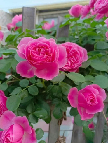 Climbing Rosa 2Gal “Leonardo da Vinci”|MEIdeauri |粉色达芬奇| Redolent| Heat Resistant| Easy to Grow| Abundant Flowering|